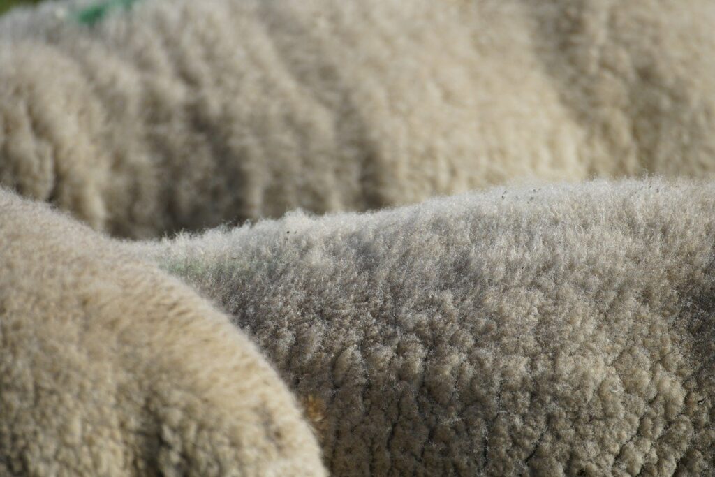 wool, sheep, white, animal, livestock, wool, wool, wool, nature, wool, wool, sheep, sheep