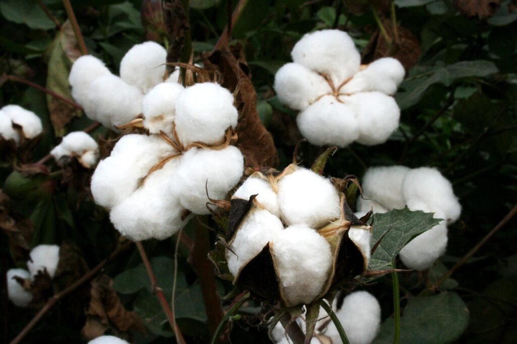 cotton, bt cotton, gmo, biotech cotton, gm crops, plants, india, agriculture, highyielding, insect resistant, farming, genetically modified cotton, gm cotton, nature, genetic engineering, genetically engineered cotton, cotton, cotton, cotton, cotton, cotton